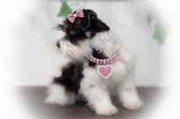 Olivia- Tcup on sale, a female Miniature Schnauzer for sale in Tremonton, UT – Photo 2 of 4