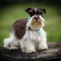 Olivia- Tcup F, a female Miniature Schnauzer for sale in Tremonton, UT – Photo 4 of 4