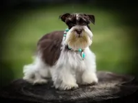 Olivia- Tcup on sale, a female Miniature Schnauzer for sale in Tremonton, UT – Photo 4 of 4