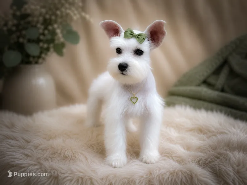 BREE- TINY TOY – Miniature Schnauzer puppy for sale in Tremonton, UT