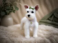 BREE- TOY  , a female Miniature Schnauzer for sale in Tremonton, UT – 4 of 6