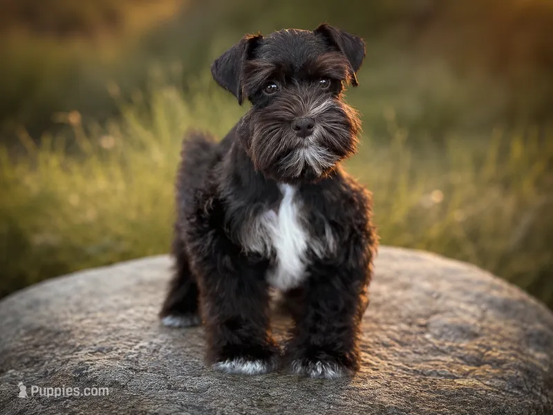 SHADOW – Miniature Schnauzer puppy for sale in Tremonton, UT