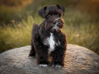SHADOW, a male Miniature Schnauzer for sale in Tremonton, UT – 1 of 4