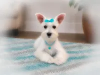 BREE- TOY  , a female Miniature Schnauzer for sale in Tremonton, UT – 1 of 6