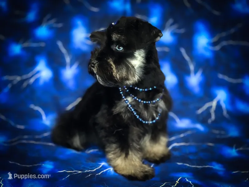 CALYPSO- TOY W/BLUE EYES