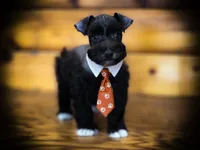 CASPIAN- LIVER PEPPER, a male Miniature Schnauzer for sale in Tremonton, UT – 2 of 3