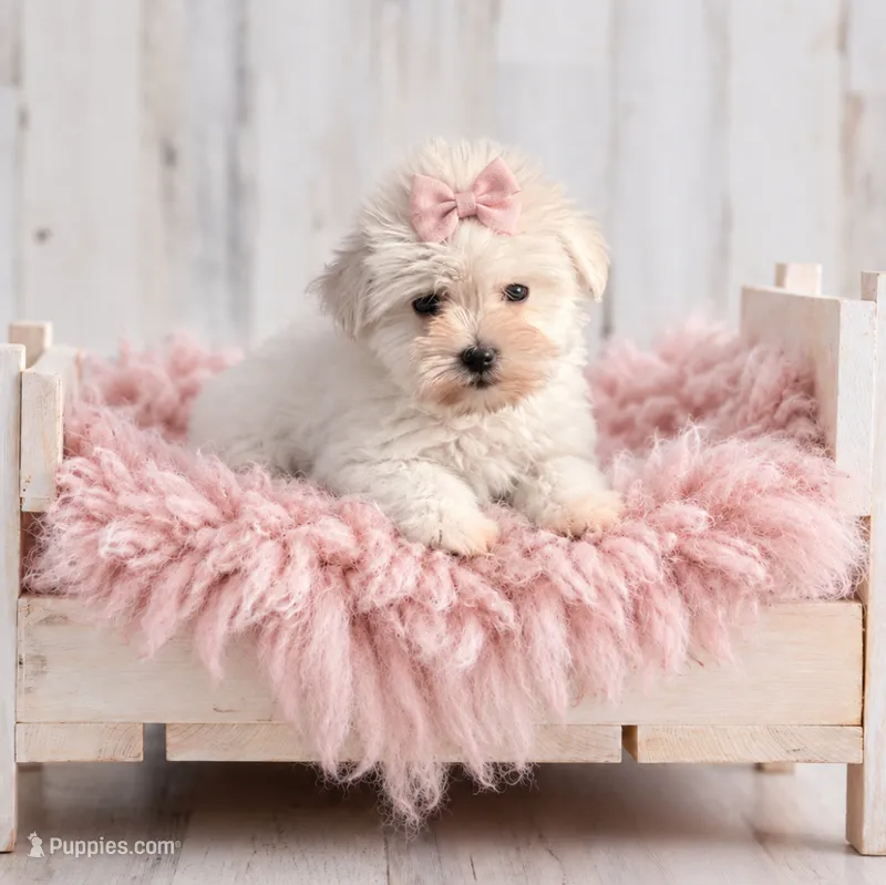 Gidget- MICRO TCUP Wheaten – Miniature Schnauzer puppy for sale in Tremonton, UT