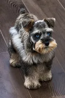 MISHKA- BLUE EYES, a female Miniature Schnauzer for sale in Tremonton, UT – 2 of 7