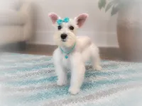 BREE- TOY  , a female Miniature Schnauzer for sale in Tremonton, UT – 2 of 6