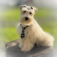 Sebastian- FULL AKC, a male Miniature Schnauzer for sale in Tremonton, UT – Photo 4 of 7