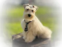 Sebastian- ON SALE, a male Miniature Schnauzer for sale in Tremonton, UT – Photo 3 of 6