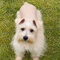 Sebastian- FULL AKC, a male Miniature Schnauzer for sale in Tremonton, UT – Photo 3 of 7