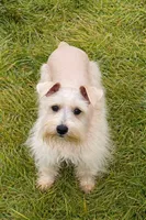 Sebastian- ON SALE, a male Miniature Schnauzer for sale in Tremonton, UT – Photo 2 of 6