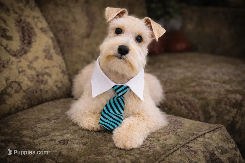 Sebastian- Budget Friendly