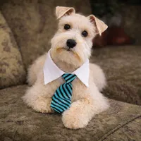 Sebastian- FULL AKC, a male Miniature Schnauzer for sale in Tremonton, UT – Photo 2 of 7