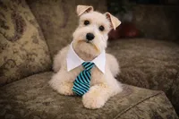 Sebastian- ON SALE, a male Miniature Schnauzer for sale in Tremonton, UT – Photo 1 of 6