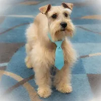 Sebastian- FULL AKC, a male Miniature Schnauzer for sale in Tremonton, UT – Photo 1 of 7