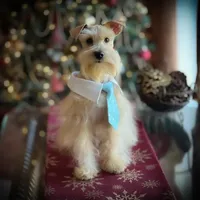 Sebastian- FULL AKC, a male Miniature Schnauzer for sale in Tremonton, UT – Photo 7 of 7