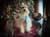 Sebastian- ON SALE, a male Miniature Schnauzer for sale in Tremonton, UT – Photo 6 of 6