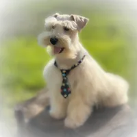 Sebastian- FULL AKC, a male Miniature Schnauzer for sale in Tremonton, UT – Photo 5 of 7