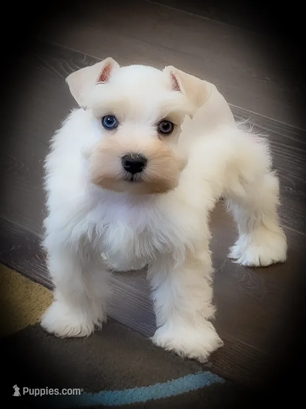 BRINLEY- DBL BLUE EYES – Miniature Schnauzer puppy on hold in Tremonton, UT