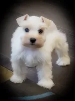 BRINLEY- DBL BLUE EYES, a female Miniature Schnauzer for sale in Tremonton, UT – 1 of 6