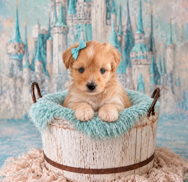 Ziva- Double Blue Eyes, a female Miniature Schnauzer for sale in Tremonton, UT – 1 of 3