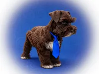 SHADOW, a male Miniature Schnauzer for sale in Tremonton, UT – 4 of 4