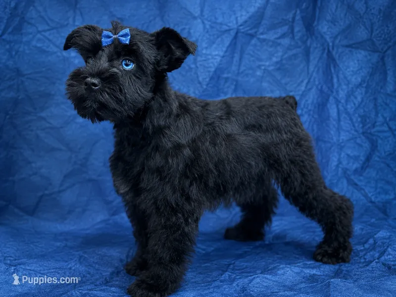 BIJOU- BLACK W/ BLUE EYE – Miniature Schnauzer puppy for sale in Tremonton, UT