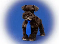 SHADOW, a male Miniature Schnauzer for sale in Tremonton, UT – 3 of 4