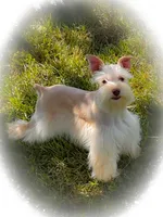 Wiggles- Tiny Wheaten, a male Miniature Schnauzer for sale in Tremonton, UT – 1 of 10
