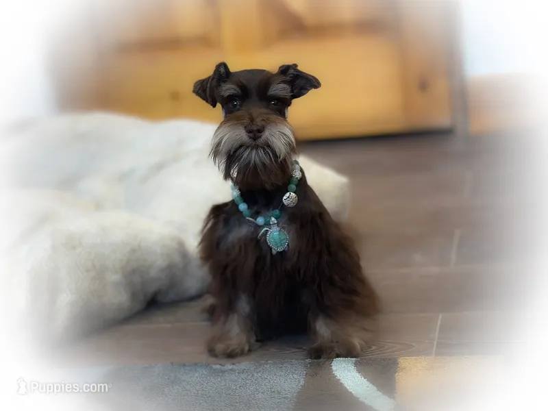 Luna- Liver and Tan Toy