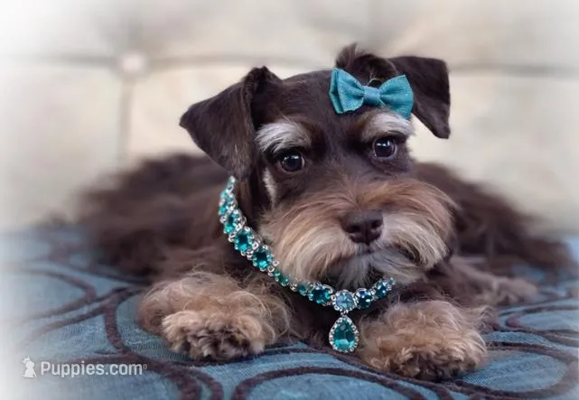 Luna- Liver and Tan Toy F – Miniature Schnauzer puppy for sale in Tremonton, UT