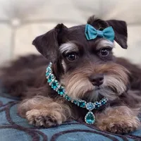 Luna- Liver and Tan Toy F, a female Miniature Schnauzer for sale in Tremonton, UT – Photo 3 of 4