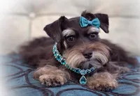 Luna- Liver and Tan Toy ON SALE, a female Miniature Schnauzer for sale in Tremonton, UT – Photo 3 of 4