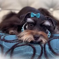 Luna- Liver and Tan Toy F, a female Miniature Schnauzer for sale in Tremonton, UT – Photo 4 of 4