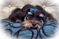 Luna- Liver and Tan Toy ON SALE, a female Miniature Schnauzer for sale in Tremonton, UT – Photo 4 of 4