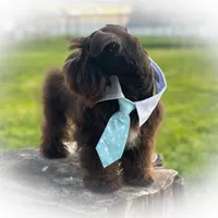 KENO- TINY TOY FULL AKC, a male Miniature Schnauzer for sale in Tremonton, UT – Photo 9 of 9