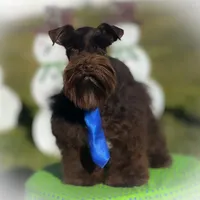 KENO- TINY TOY FULL AKC, a male Miniature Schnauzer for sale in Tremonton, UT – Photo 6 of 9