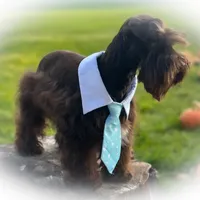 KENO- TINY TOY FULL AKC, a male Miniature Schnauzer for sale in Tremonton, UT – Photo 7 of 9