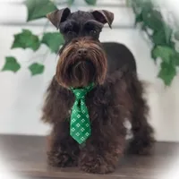 KENO- TINY TOY FULL AKC, a male Miniature Schnauzer for sale in Tremonton, UT – Photo 1 of 9