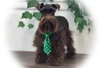 KENO- TINY TOY LIVER ON SALE, a male Miniature Schnauzer for sale in Tremonton, UT – Photo 1 of 9