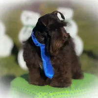 KENO- TINY TOY FULL AKC, a male Miniature Schnauzer for sale in Tremonton, UT – Photo 8 of 9