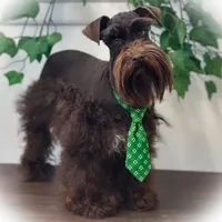 KENO- TINY TOY FULL AKC, a male Miniature Schnauzer for sale in Tremonton, UT – Photo 3 of 9