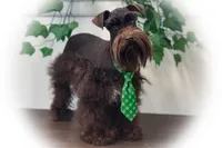 KENO- TINY TOY LIVER ON SALE, a male Miniature Schnauzer for sale in Tremonton, UT – Photo 3 of 9