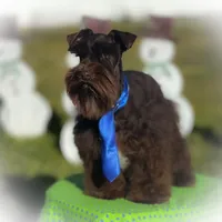 KENO- TINY TOY FULL AKC, a male Miniature Schnauzer for sale in Tremonton, UT – Photo 4 of 9