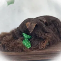 KENO- TINY TOY FULL AKC, a male Miniature Schnauzer for sale in Tremonton, UT – Photo 2 of 9