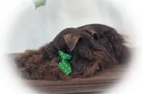 KENO- TINY TOY LIVER ON SALE, a male Miniature Schnauzer for sale in Tremonton, UT – Photo 2 of 9
