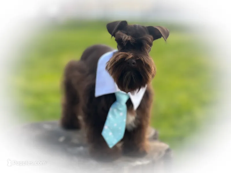 KENO- TINY TOY LIVER M