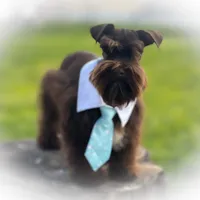 KENO- TINY TOY FULL AKC, a male Miniature Schnauzer for sale in Tremonton, UT – Photo 5 of 9